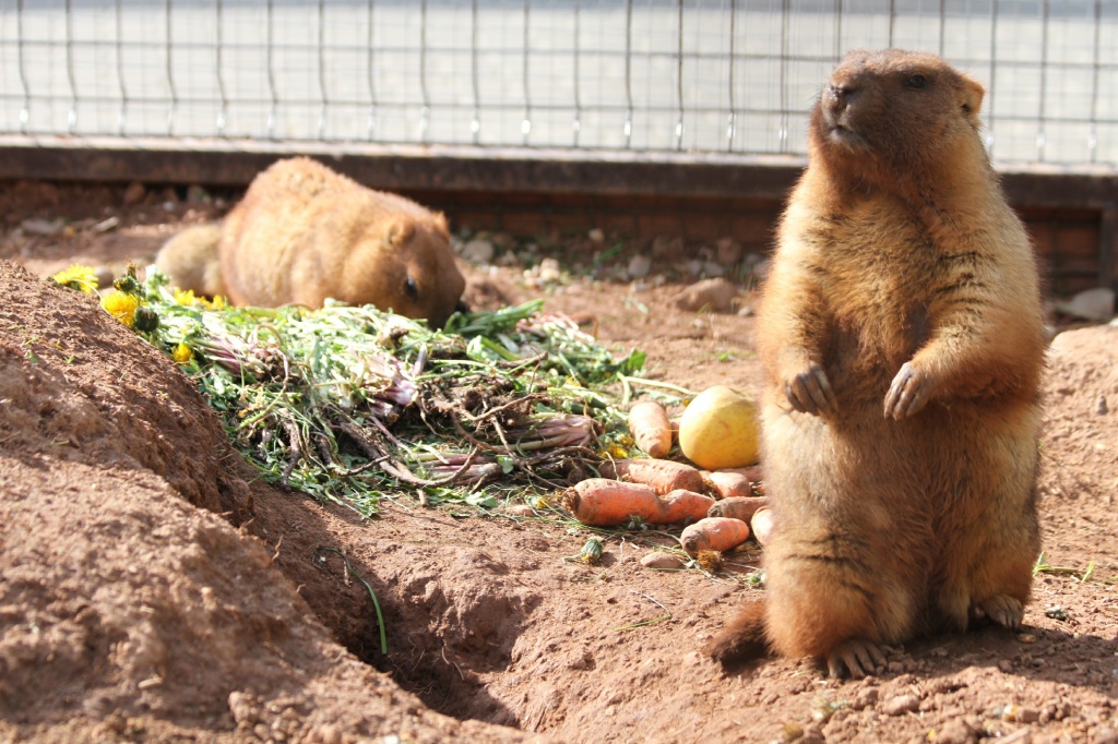 ������� ��������CAMC8910.jpg